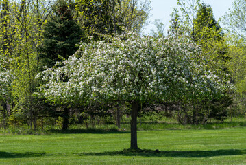 Fototapeta na wymiar Crabapple Trees With White Blossoms In Spring