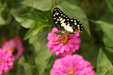 butterfly on flower.