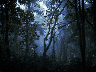 Dark mysterious forest in the fog. Spooky gloomy woods. Morning in a strange forest.