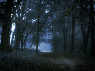 Dark mysterious forest in the fog. Spooky gloomy woods. Morning in a strange forest.