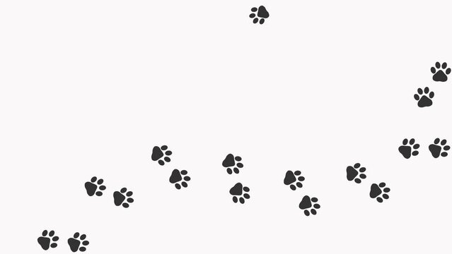 Animal paw prints. Cartoon comic funny paws along the path. Footprints walking animal on a trajectory of movement. Animation of  Paw trail prints of cat  on white background. 4K.  Video