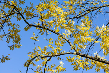 Autumn Fall colorful yellow tree leaves against blue sky