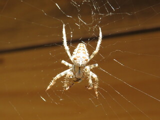 Spinne