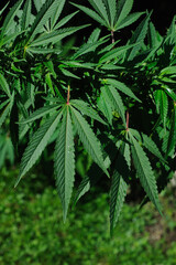 Naklejka na ściany i meble Cultivated cannabis medical plant