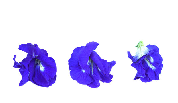 Butterfly pea flower, blue flowers , isolated on white background. Concept : Asian flower that can be extracted blue , used as nature color to mix into food or baverages. Medicinal property  