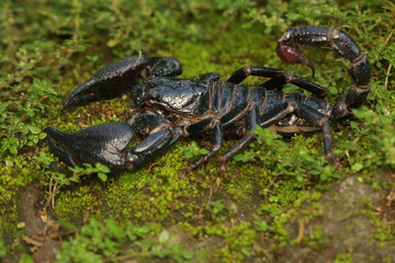 An Asian forest scorpion is looking for prey on a rock overgrown with moss. This stinging animal has the scientific name Heterometrus spinifer.