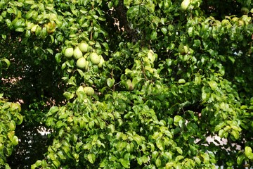 Große grüne Baumkrone mit Birnen bei Sonne am Morgen im Herbst