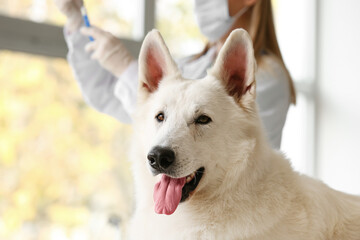 White Shepherd dog in vet clinic, closeup