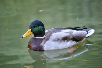 European mallard duck. Parc de la Grange, Geneva, Switzerland