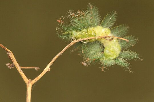 A caterpillar of the common baron is eating a fern leaf that grows wild. The insect that makes the skin itchy when touched has the scientific name Euthalia aconthea.