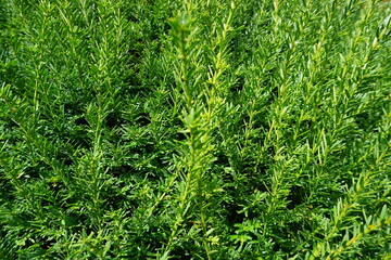 Grüner Nadelbusch bei Sonne am Morgen im Herbst