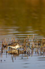Common Greenshank (Tringa nebularia), Dehtar pond, Southern Bohemia, Czech Republic