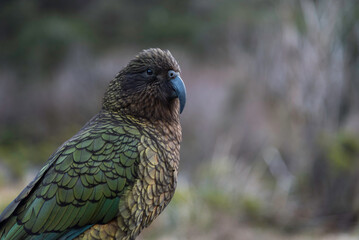 A cheeky kea parrot poses in the Fiordland National Park nearby Monkey Creek in the late afternoon.