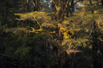 Afternoon light illuminating a mossy beech tree in the temperate rainforest of the Fiordland National Park in New Zealand.