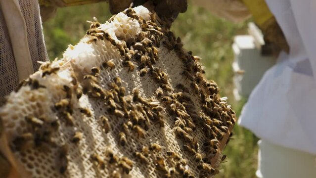 Beekeepers work with bees in the hives to produce honey