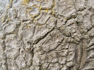 Close up view of aged tree bark texture background