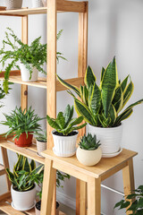 Stool and shelving unit with different houseplants near light wall