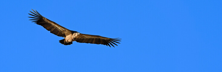  Vautour fauve // Griffon vulture // Gänsegeier (Gyps fulvus) - Monfrague, Extremadura, Spain