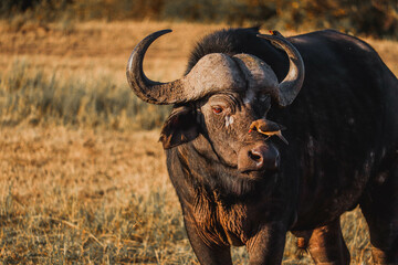 Closeup of African buffalo with bird in the face. Savannah of Masai Mara Reservation