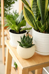 Different houseplants on wooden stool in room, closeup