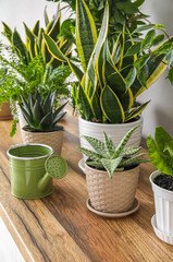 Different houseplants on table near light wall