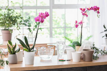 Fototapeta na wymiar Beautiful orchid flowers and pots on table in room