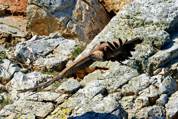 Griffon vulture // Gänsegeier (Gyps fulvus) - Salto del Gitano, Monfrague, Extremadura, Spain