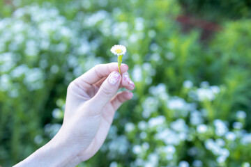 Woman's hand holding  white dasy flower on background with white daisies flower and green leaves in the garden..Close-up of female hand hold a white dasy flower.Nature flowers.