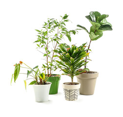 Wilted plants on white background