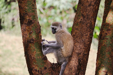 African Vervet monkey eating on trunk in Masai Mara Reservation
