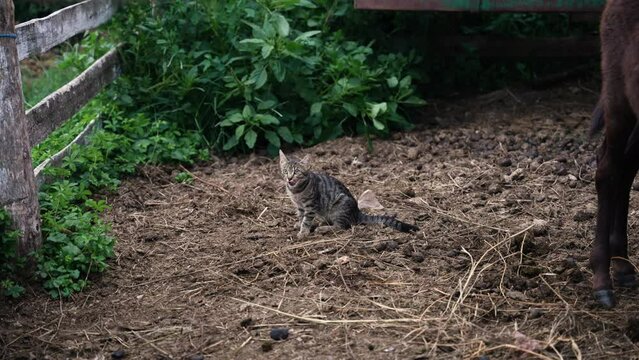 Cat in a farm