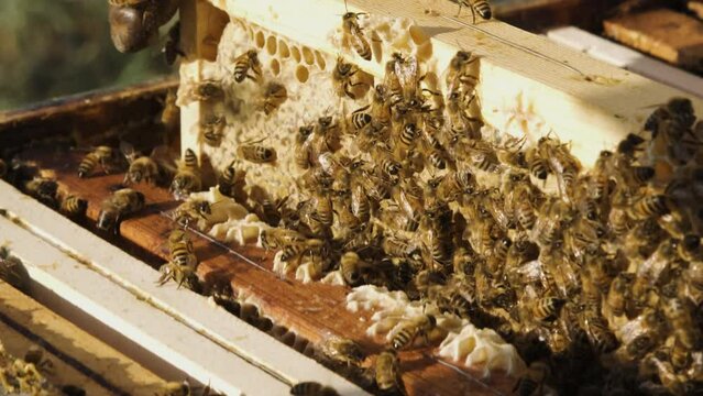 Beekeepers work with bees in the hives to produce honey