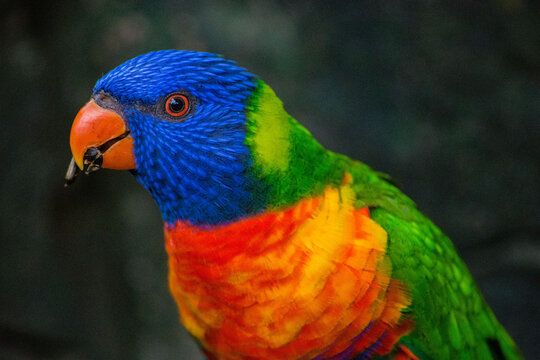 Close-up portrait of a Parakeet eating a seed, South Africa
