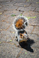 Mexican american squirrel in Mexico city park close up 1