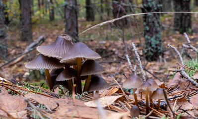 Inedible toadstool mushrooms on blurred background of gloomy forest