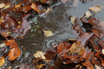 Big puddle with dead leaves and rain drops dripping in the water