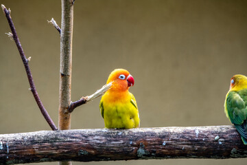 bright colorful tropical parrot close-up