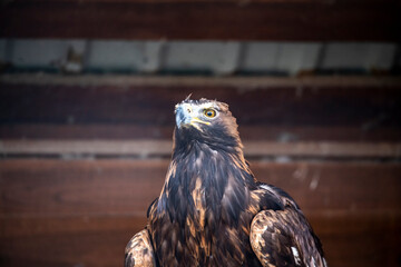 adult predator eagle with a sharp and curved beak close-up