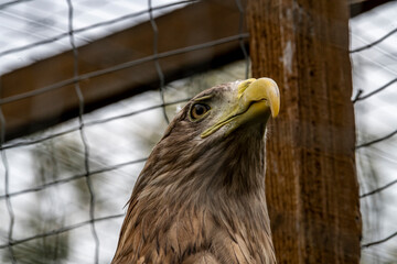 adult predator eagle with a sharp and curved beak close-up