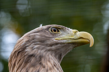 adult predator eagle with a sharp and curved beak close-up