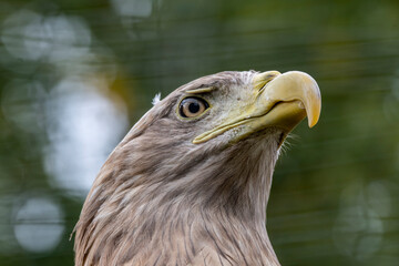 adult predator eagle with a sharp and curved beak close-up
