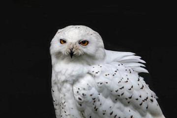 white owl with brown eyes close-up
