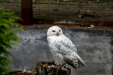Obraz premium white owl with brown eyes close-up