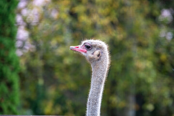 the ostrich stretched out its head and looks around with interest close-up
