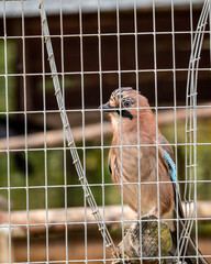 beautiful multicolored brown jay close-up