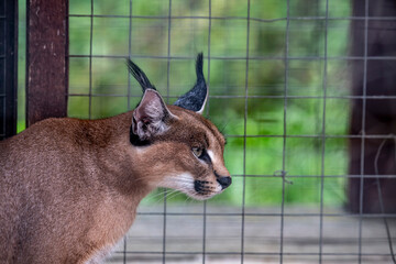 wild brown lynx close-up at rest
