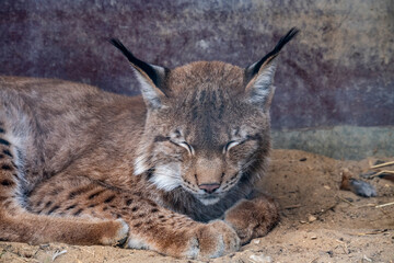 wild brown lynx close-up at rest