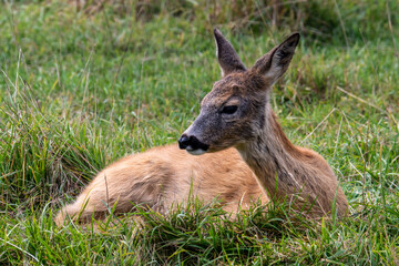 roe deer on a green meadow calmly resting on a sunny day