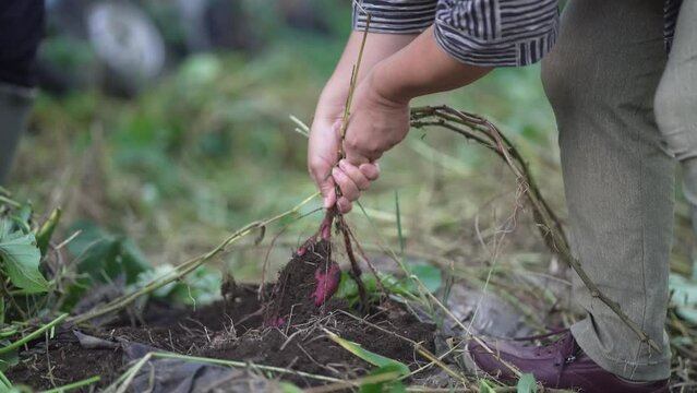サツマイモを収穫する女性