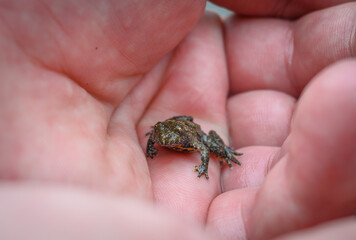 An ugly frog held in the palm.